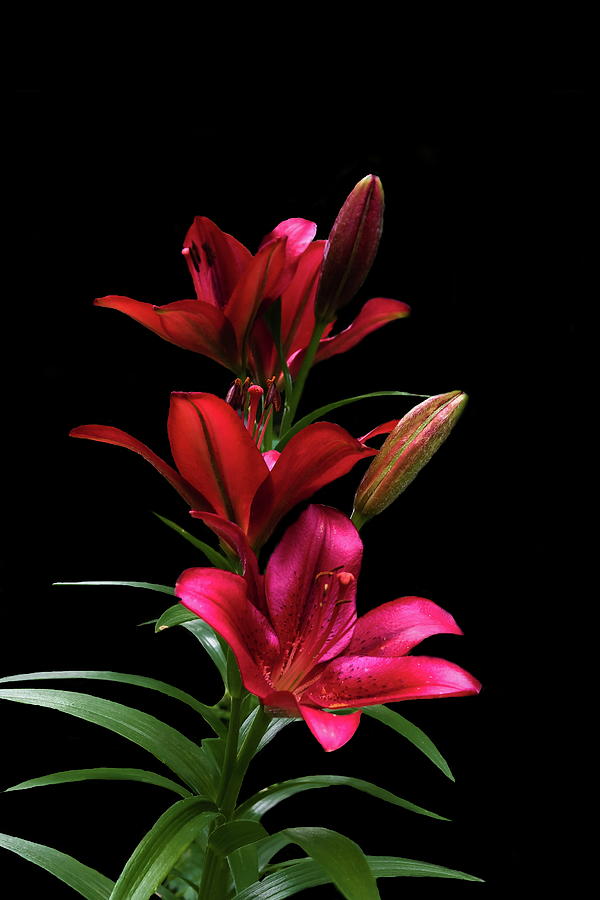 Red Lily with green leaves on a black background Photograph by Alex ...