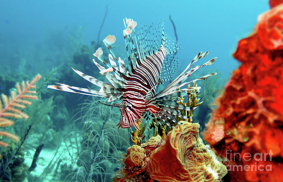 Red Lionfish 6  Photograph by Daryl Duda