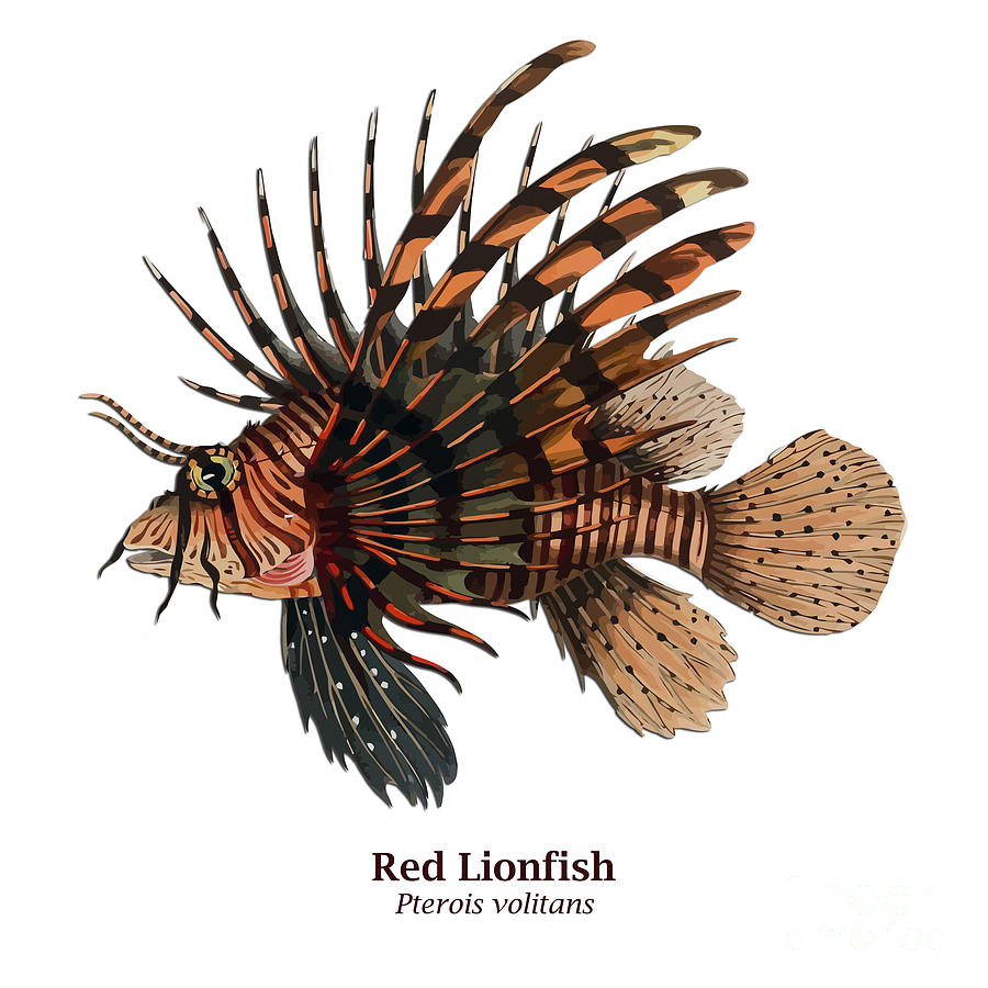 Red Lionfish - Pterois volitans - Pacific Ocean Digital Art by Gary Whitton