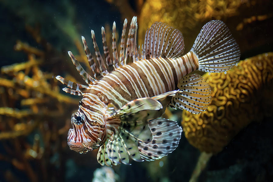 Red Lionfish Venomous Coral Reef Fish Photograph by Artur Bogacki