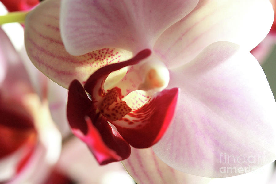 Red Lips Orchid by Patti Whitten Red Lips Orchid by Patti Whitten
