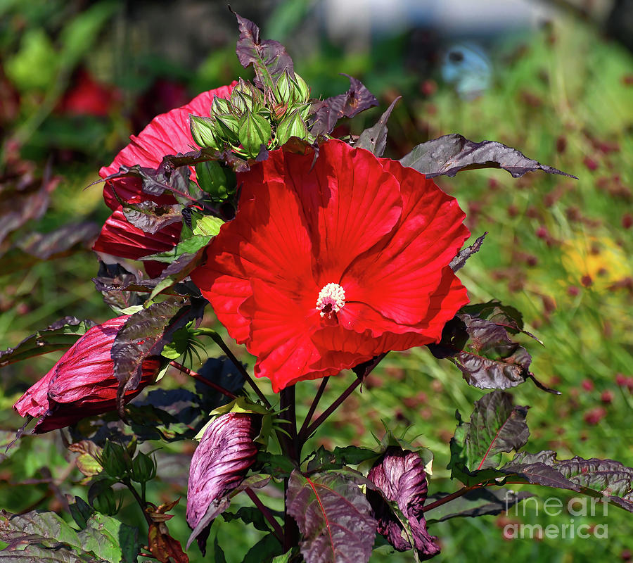 Red Looks Good On Her - Hibiscus Photograph by Kerri Farley