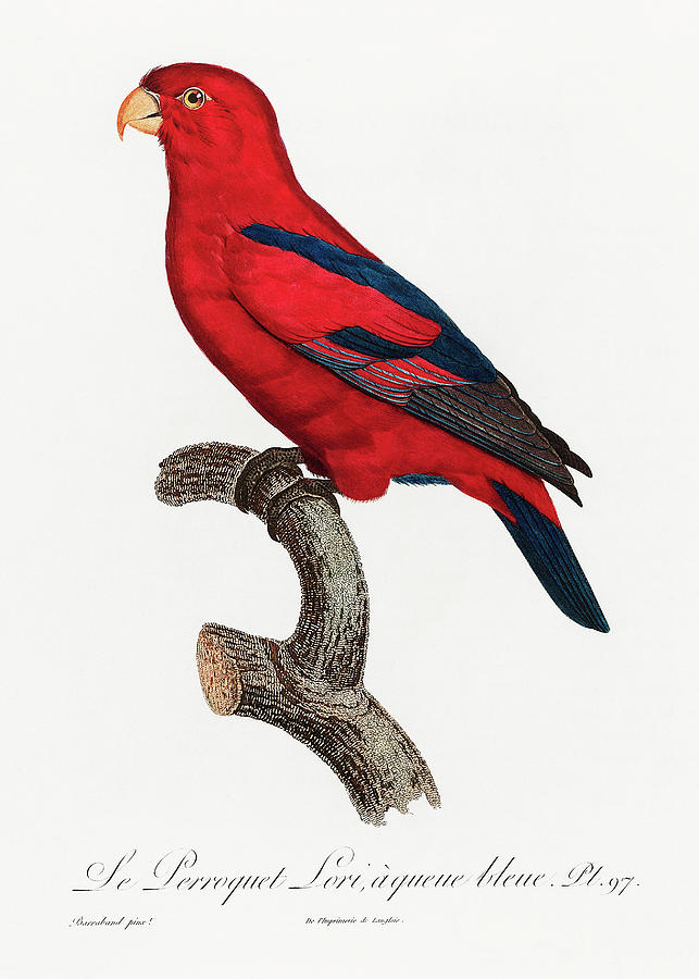 Red Lorikeet Mixed Media by Francois Levaillant
