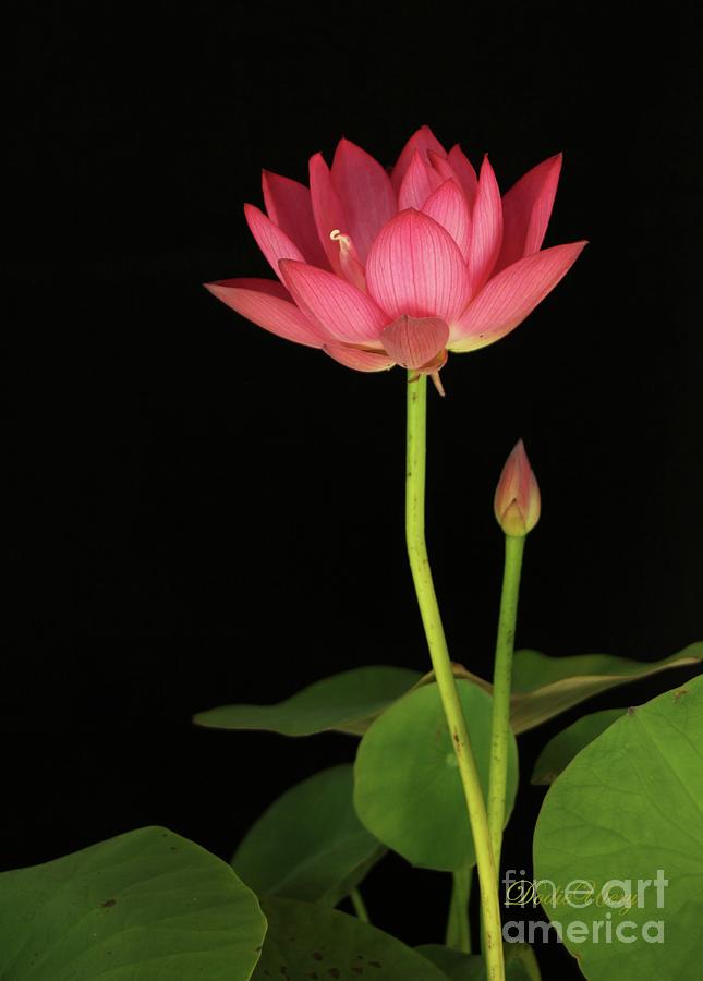 Red Lotus Photograph by Dodie Ulery