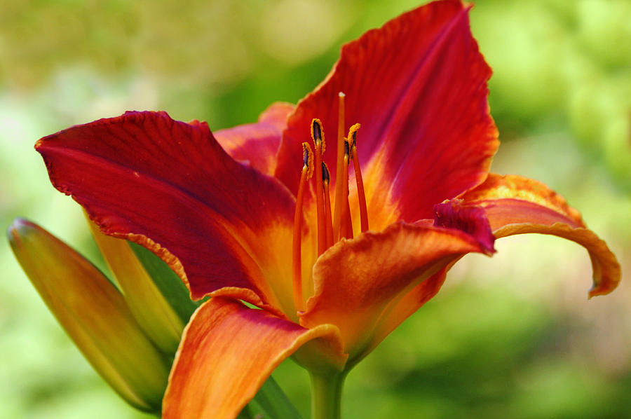 Red Magic Day Lily Flower Photograph by Gaby Ethington