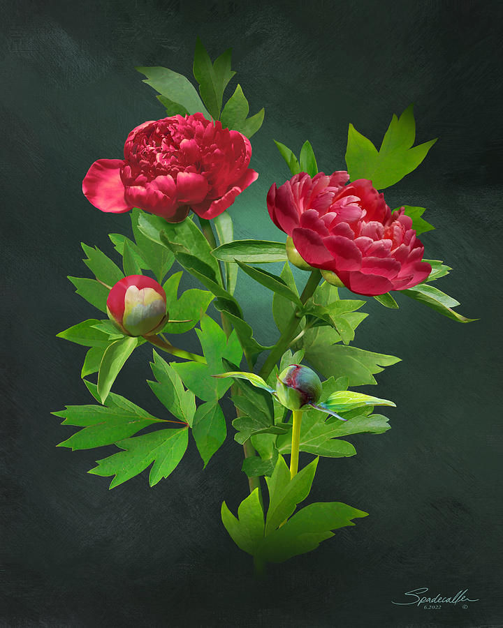 Red Magic Peony Digital Art by M Spadecaller - Fine Art America