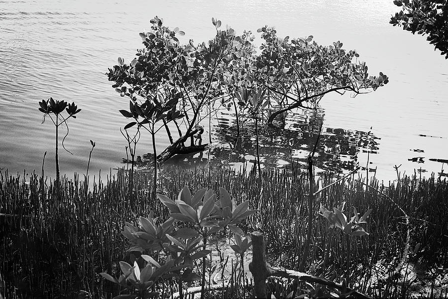 Red Mangrove Photograph by Rudy Umans