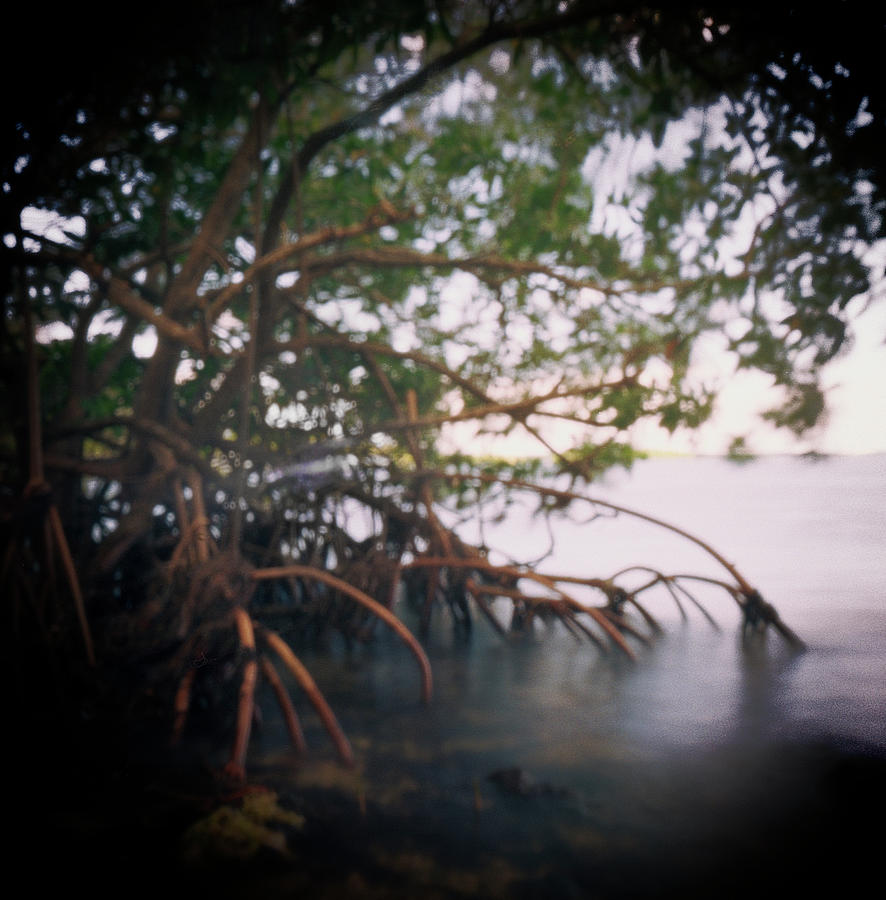 Red Mangroves in Biscayne Nat. Park.- 5 Photograph by Rudy Umans