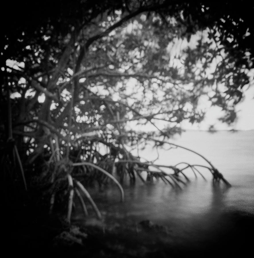 Red Mangroves in Biscayne Nat. Park.- 5BW Photograph by Rudy Umans