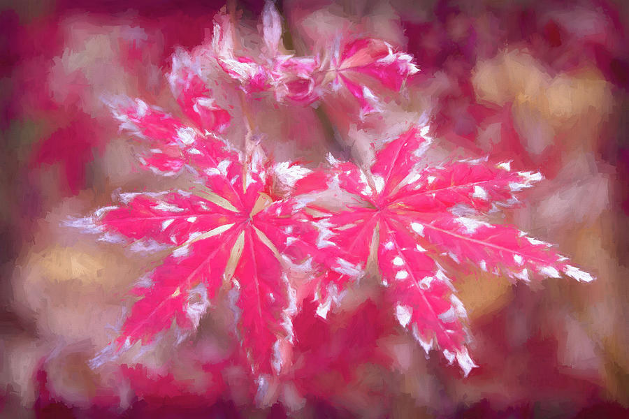 Red Maple-1 Digital Art by John Kirkland