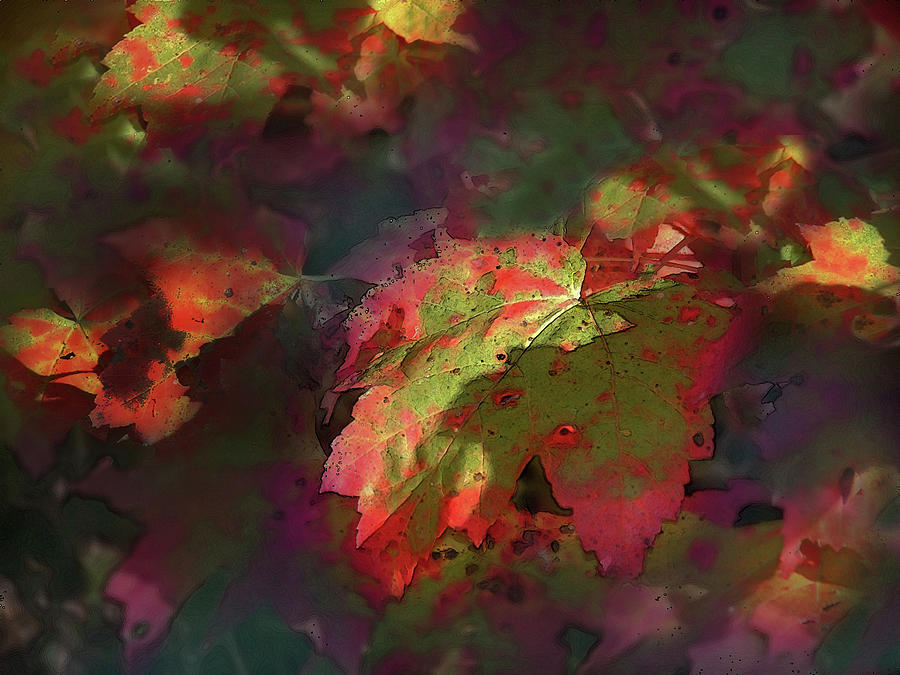 Red Maple Abstract Photograph by Wayne King