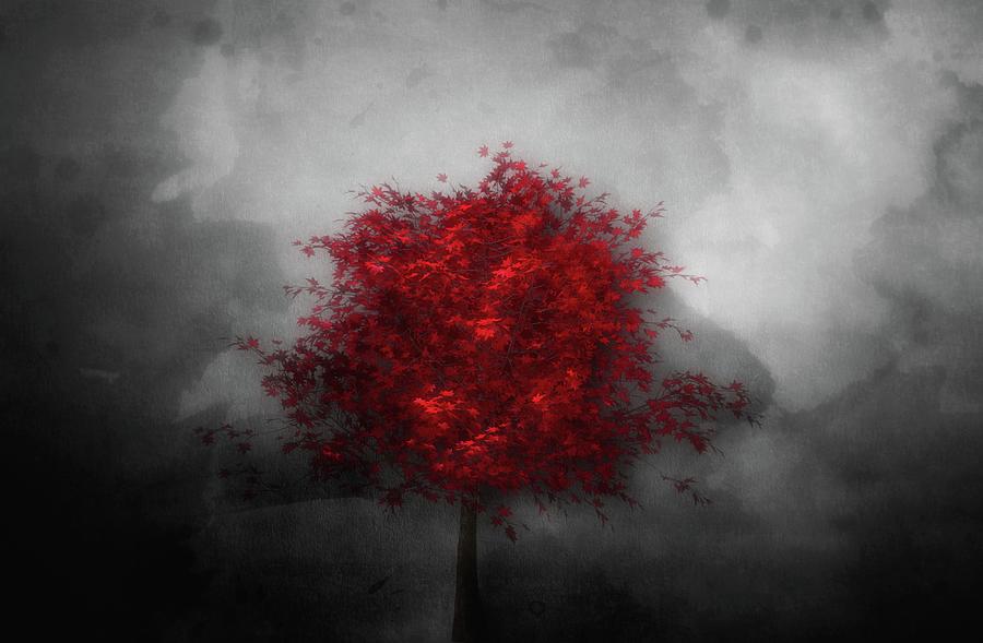 Red Maple Against A Dark Sky Photograph by James DeFazio