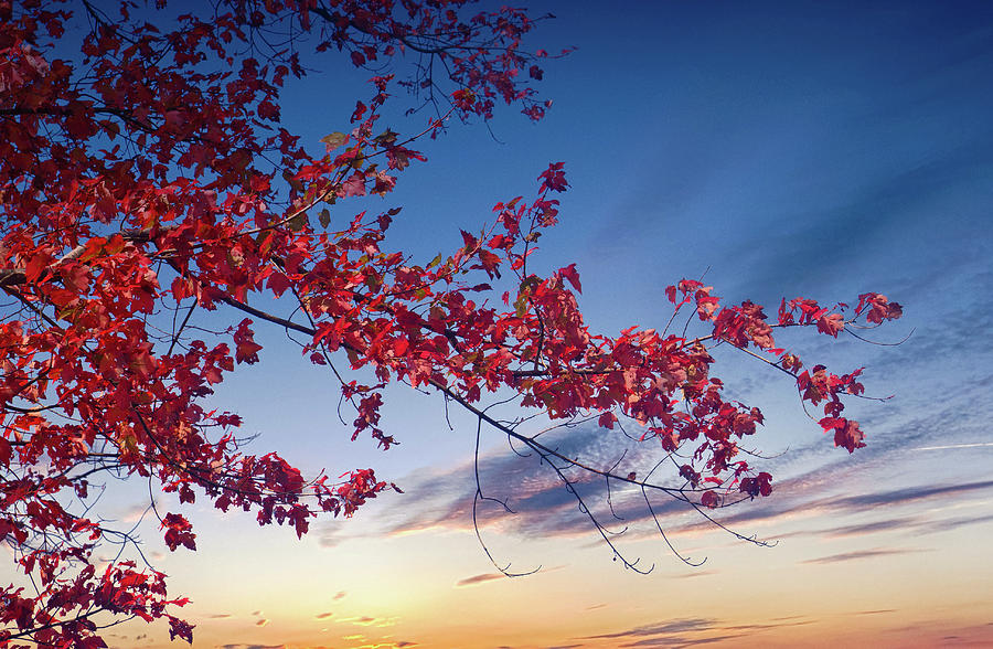 Red Maple Against Sunset Photograph by Darryl Brooks