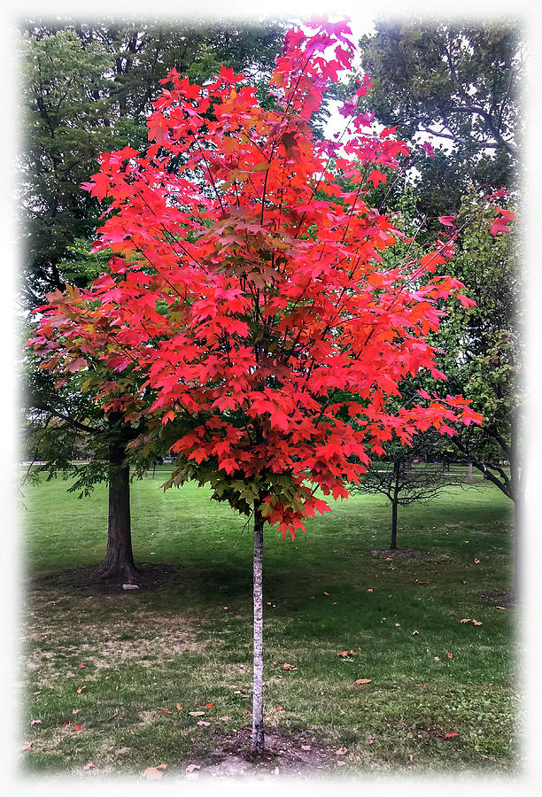 Red Maple Photograph by Alan Toepfer