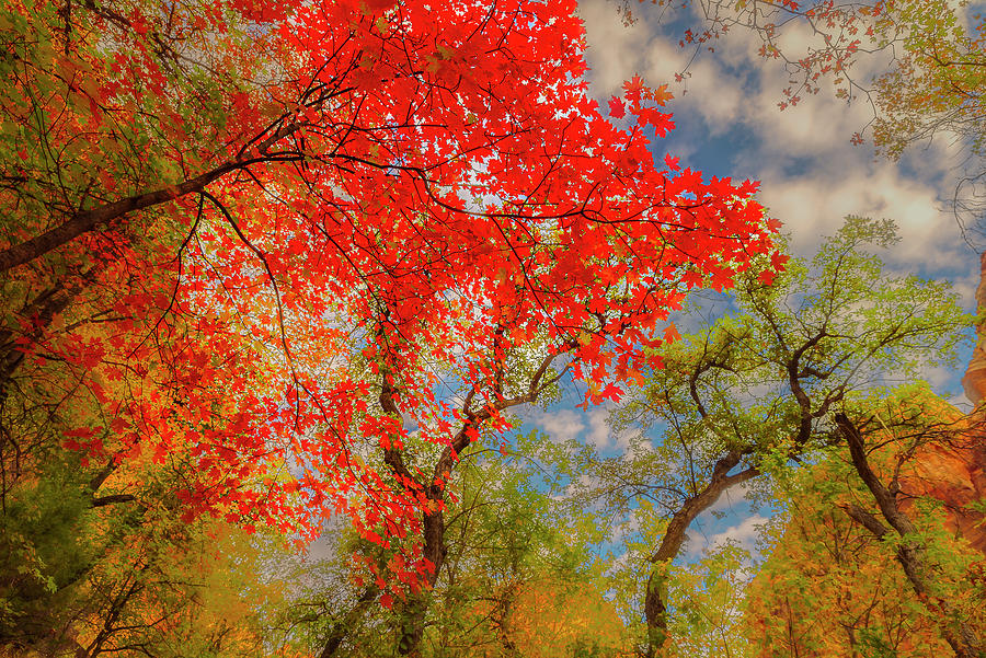 Red Maple in Fall Zion National Park Photograph by Doug Holck