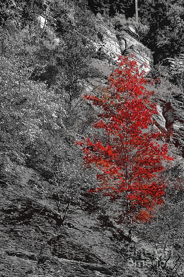 Red Maple in Taughannock Falls State Park 4 Photograph by Bob Phillips