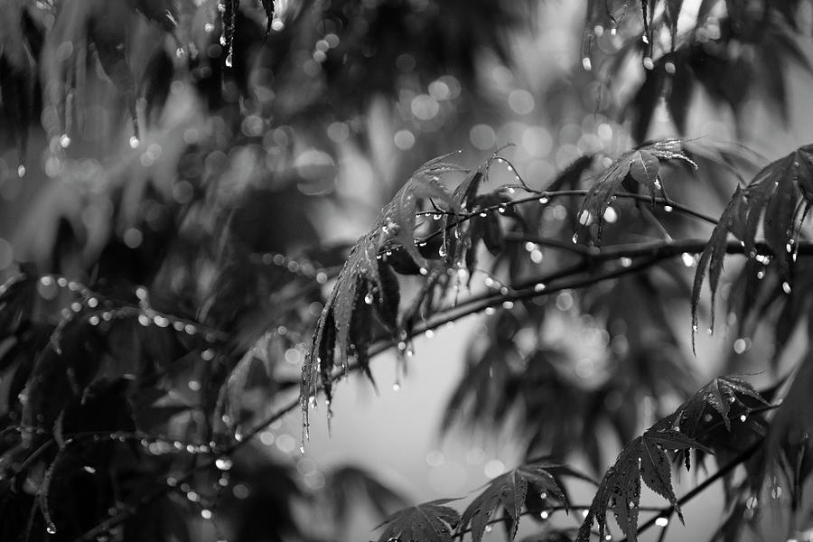 Red Maple in the Rain Photograph by Steve Gravano