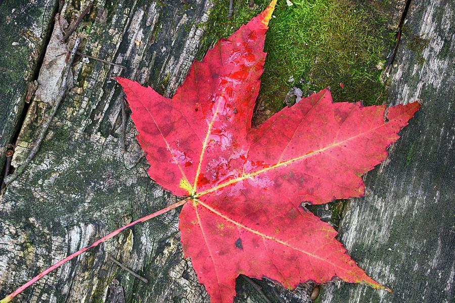 Red Maple Leaf and Moss Photograph by Mary Bedy