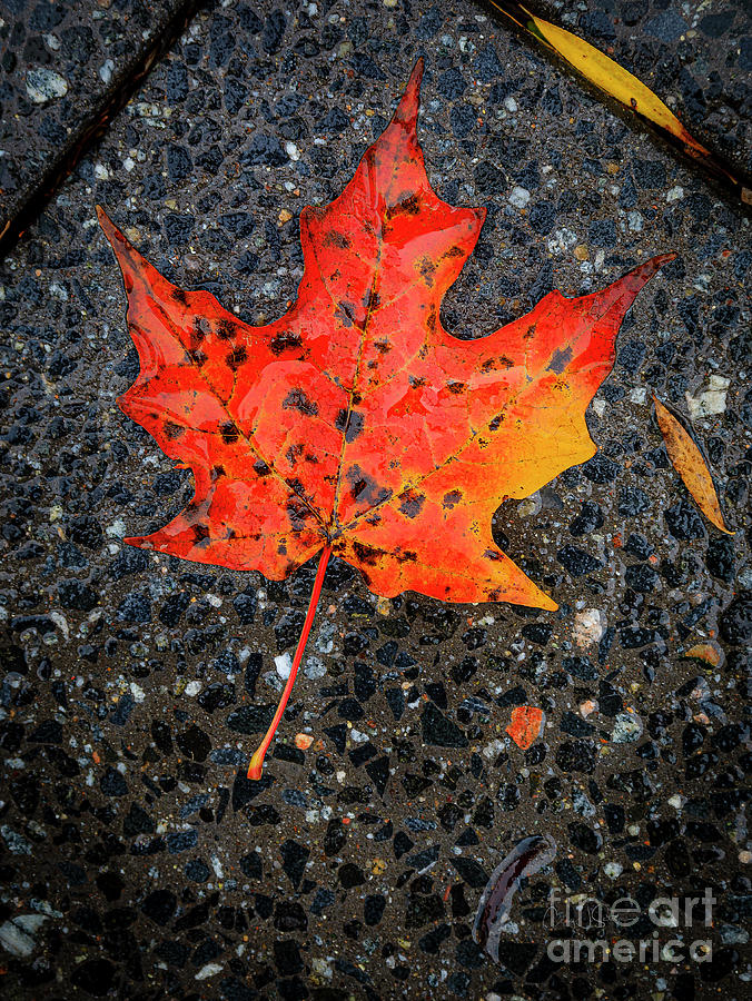 Red Maple Leaf Photograph by Craig J Satterlee