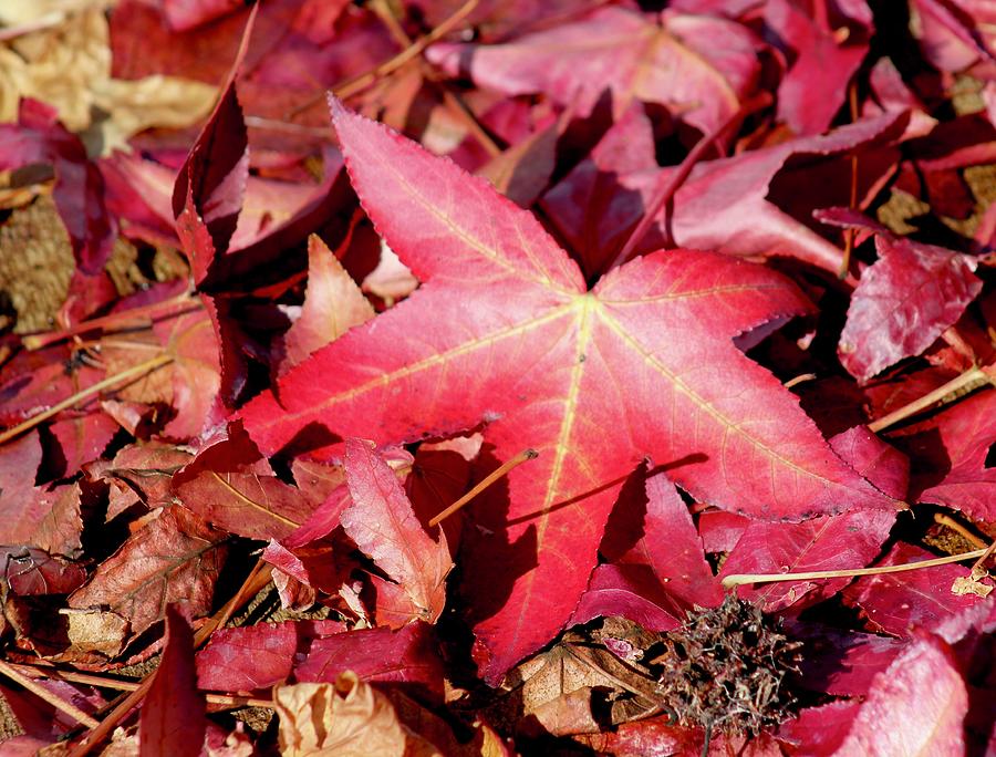 Red Maple Leaf Photograph by Joy Buckels
