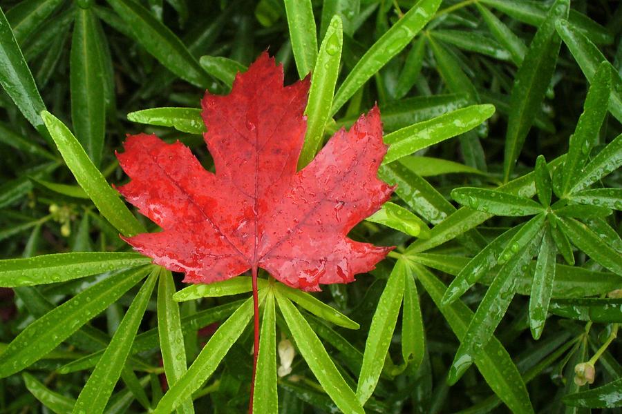 Red Maple Leaf Photograph