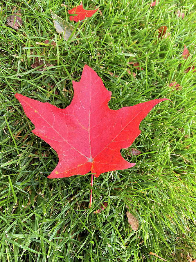 Red Maple leaf Photograph by Melissa Matis - Fine Art America