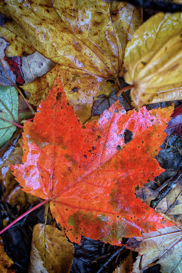 Fall Photograph - Red Maple Leaf by Rick Berk