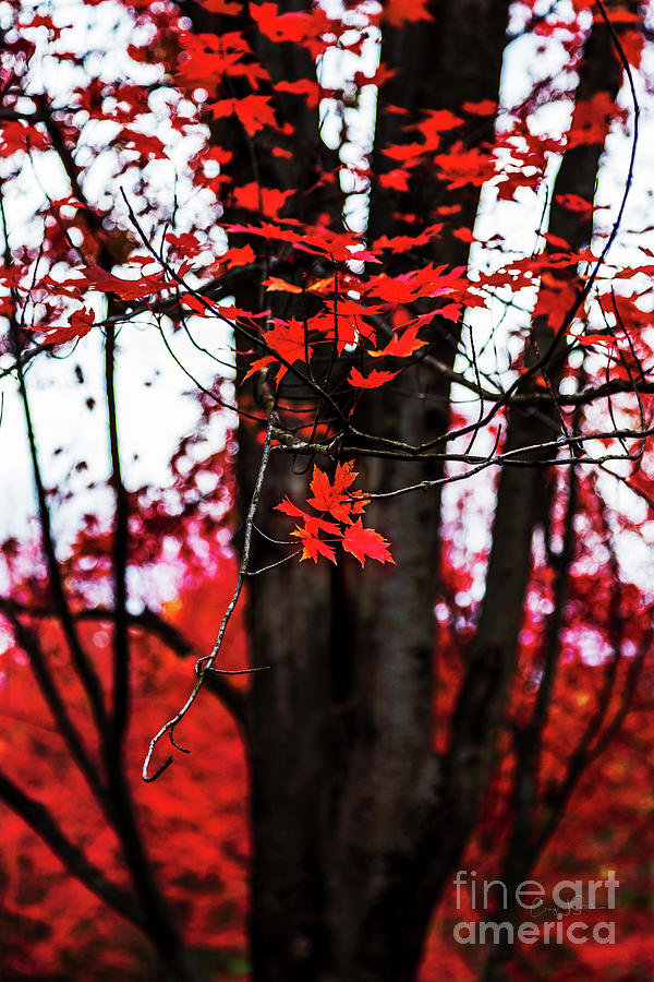 Red Maple Leaf Tree Photograph by Craig J Satterlee