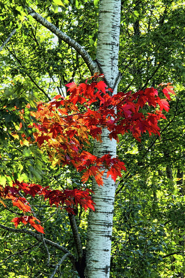 Red Maple Leaves And A Popple Tree Photograph by Dale Kauzlaric