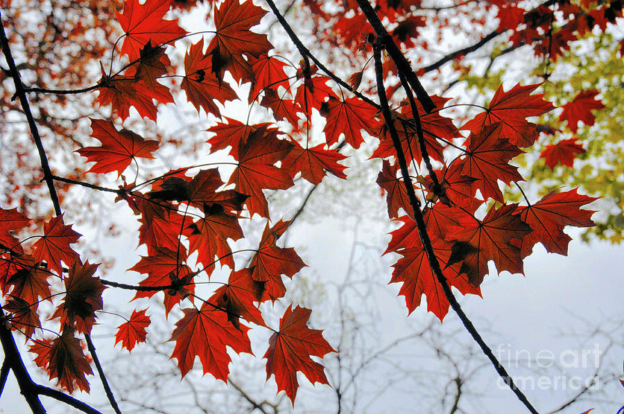 Red Maple Leaves In Fog Photograph