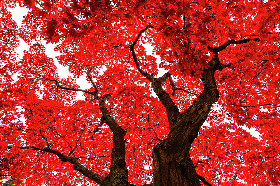 Red Maple Leaves in the Fall Photograph by HawkEye Media