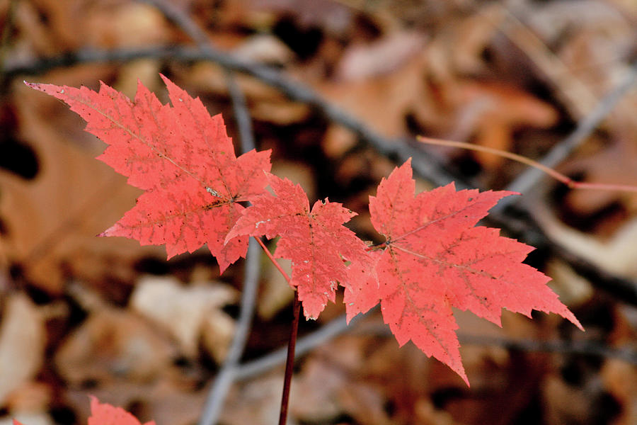 Red Maple Leaves Photograph by Rich S