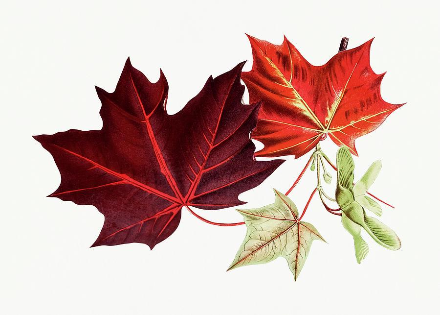 Nature Drawing - Red Maple Leaves by Mango Art