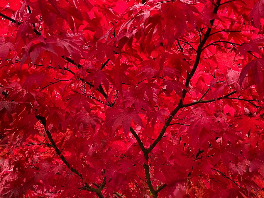 Red Maple Macro Photograph by Jerry Abbott
