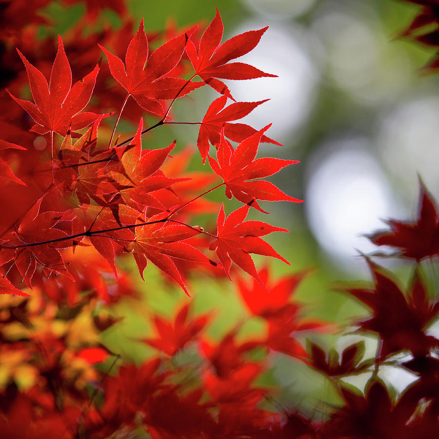 Red Maple Photograph by Mark Chandler - Fine Art America