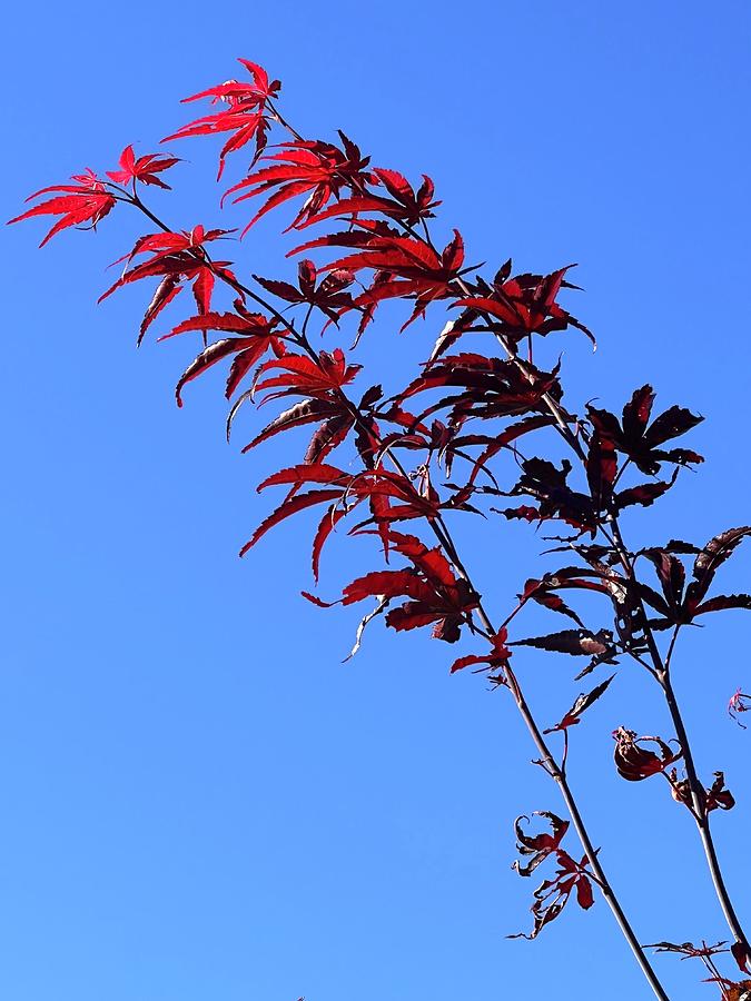 Red Maple Photograph by Nancy Merkle
