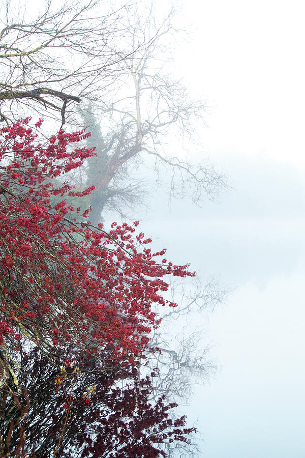 Red Maple Reflections On A Misty Morning Photograph by Kristia Adams