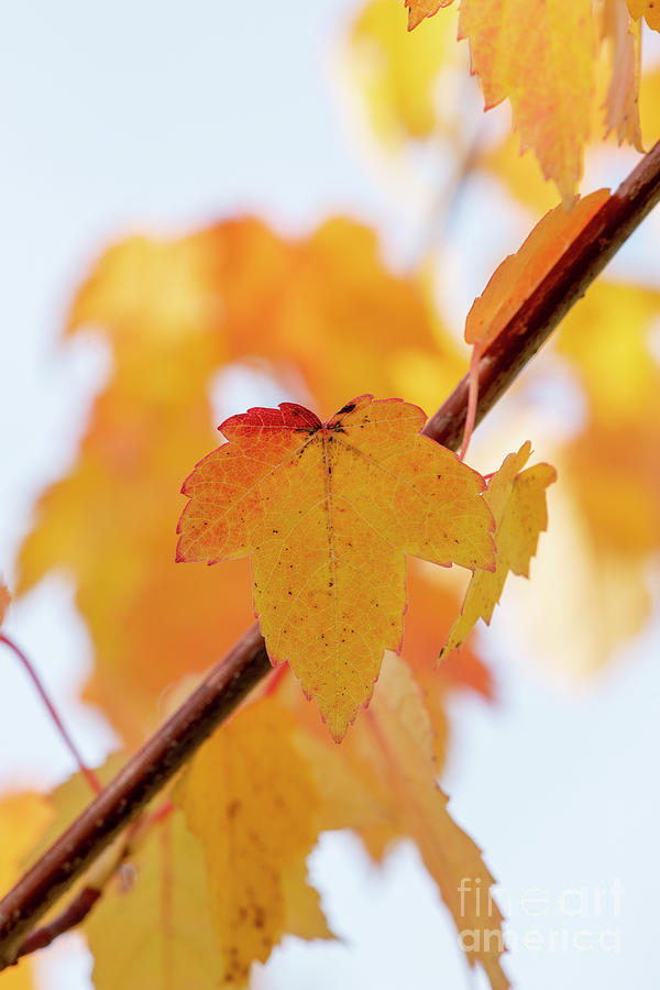 Fall Photograph - Red Maple Scanlon Tree Leaf Changing Colour in Autumn by Tim Gainey