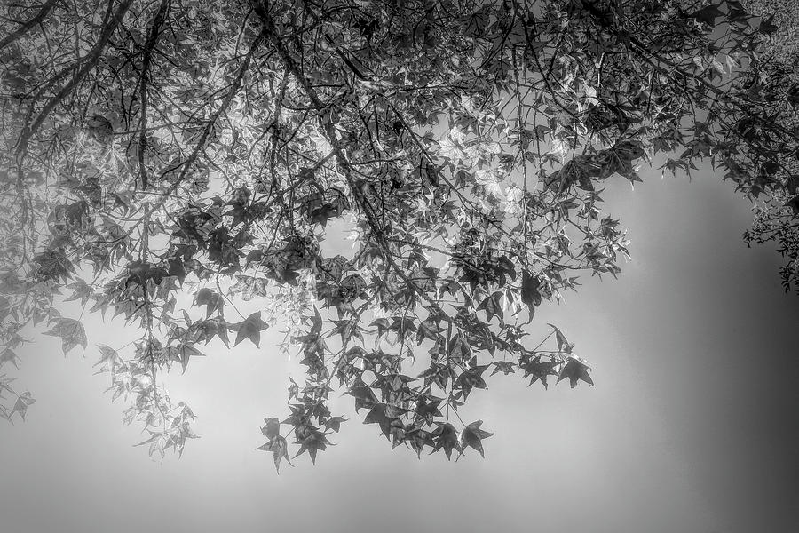 Red Maple Sky Black And White Photograph