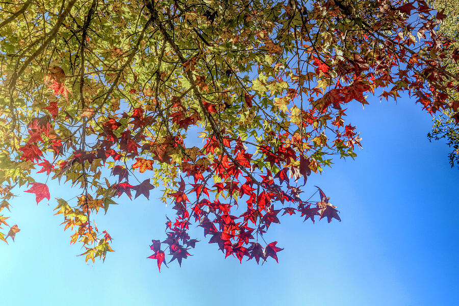 Red Maple Sky Photograph by Judy Vincent