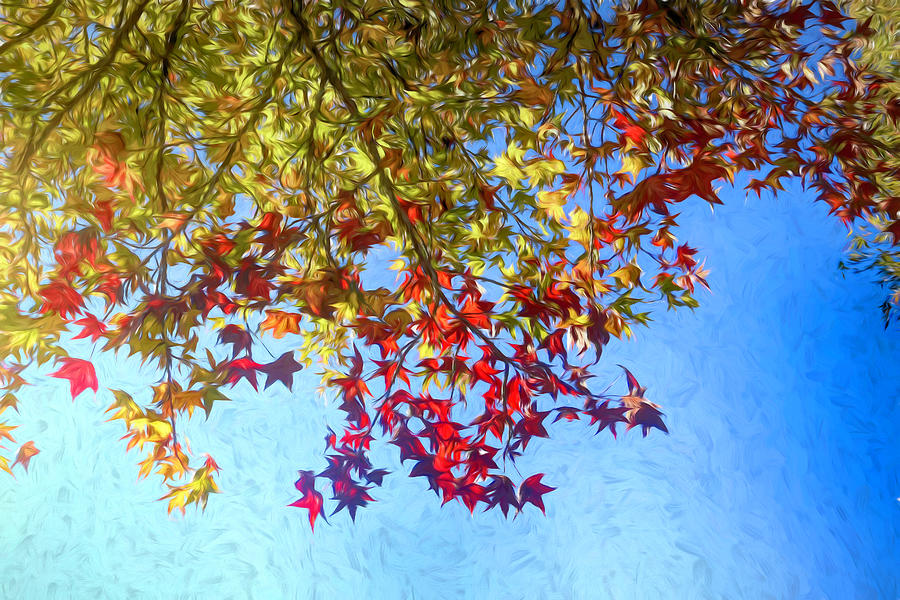 Red Maple Sky Oil Painting Photograph by Judy Vincent