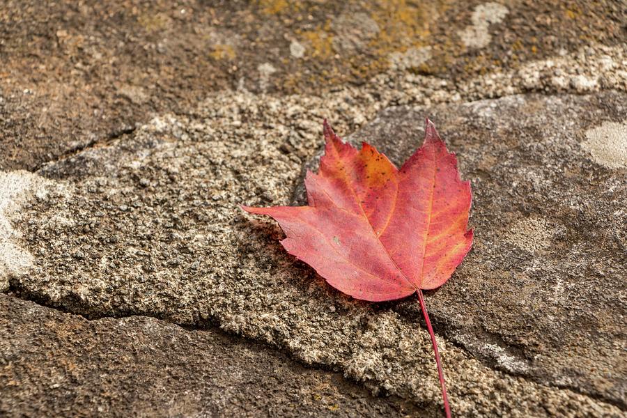 Red Maple Stone Photograph by Liza Eckardt