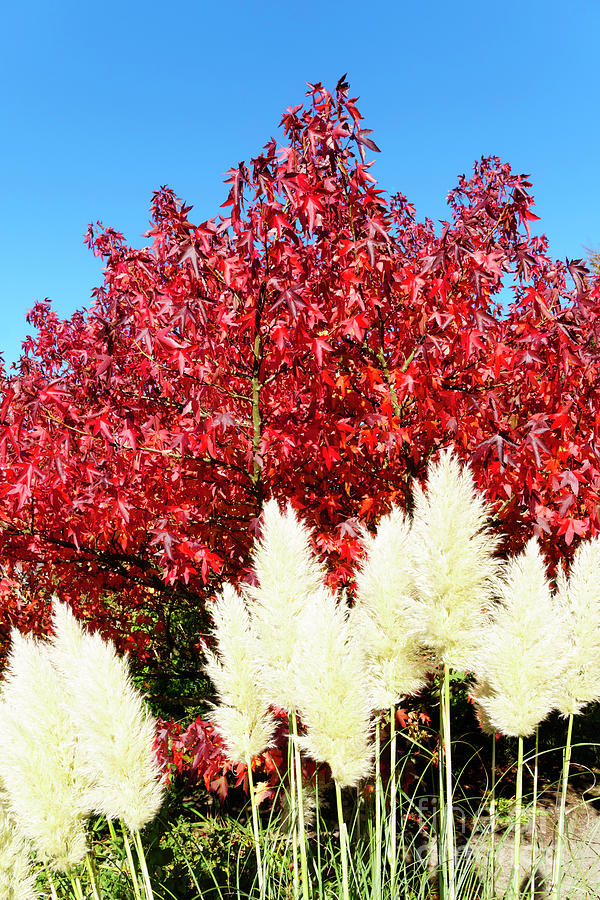 Red maple tree and white ornamental grass  Photograph by Bryan Attewell