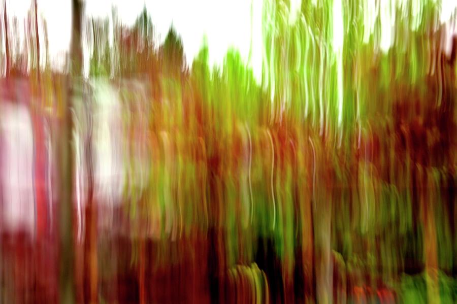 Red Maple Tree ICM Photograph by Jerry Sodorff
