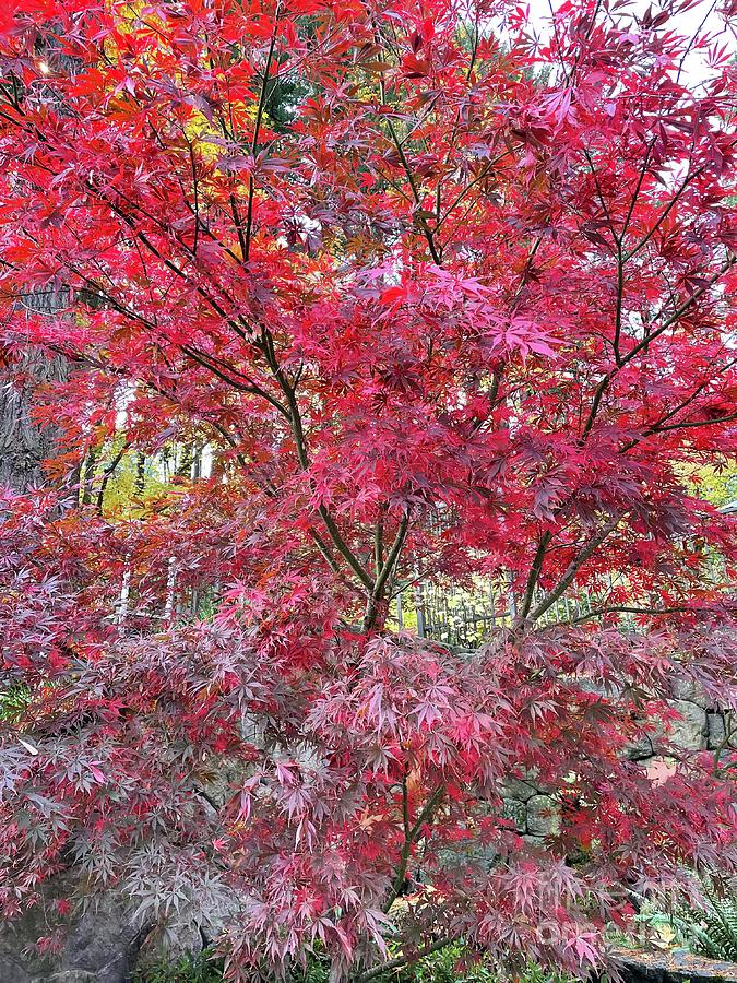 Red Maple Tree In Portland Photograph
