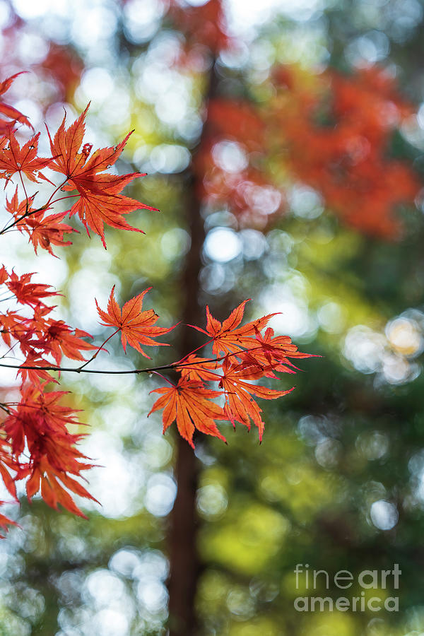 Red Maples Leaves In The Forest Photograph By Mike Reid   Fine Art America