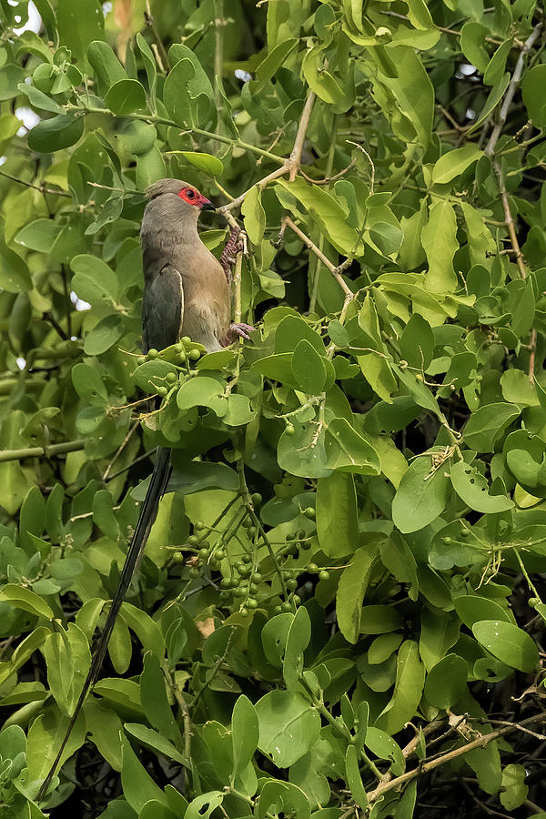 Red Masked Bird With Long Tail Photograph