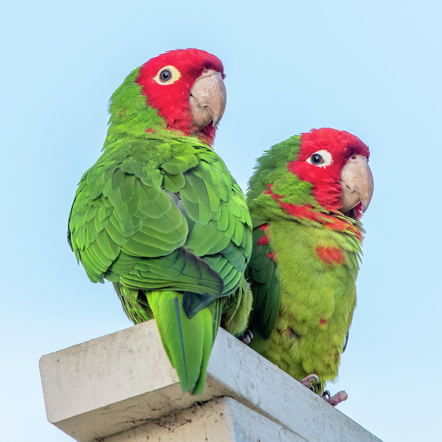 Red-masked Parakeet Photograph by Ken Stampfer