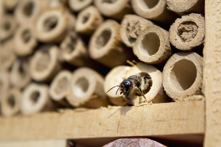 Red mason bee at insect hotel Photograph by Westend61