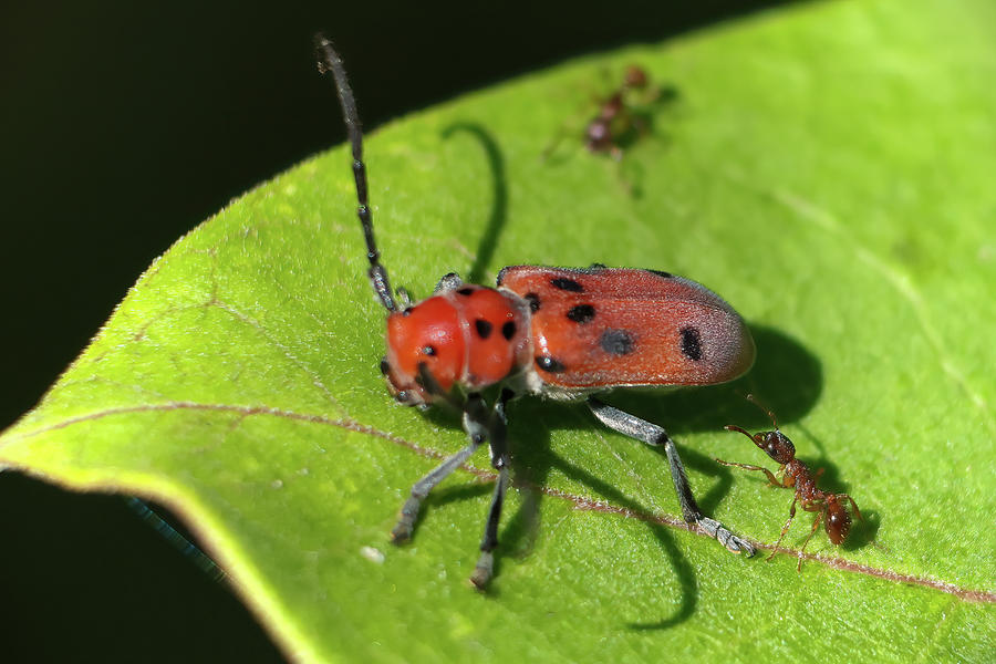 Red Milkweed Beetle Photograph by Brook Burling